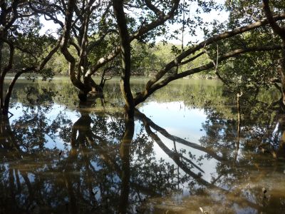 Waitangi River mangroves