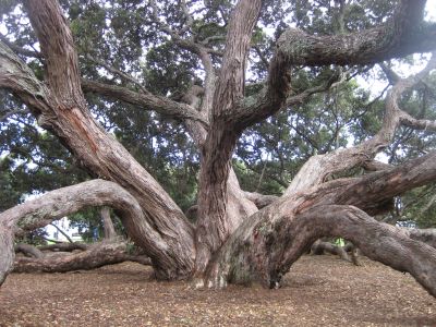 NZ tree