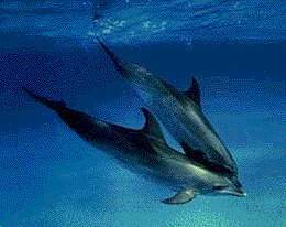 Zwei Delfine im Meer
