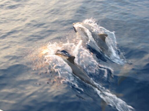  Delfintanz im Wasser